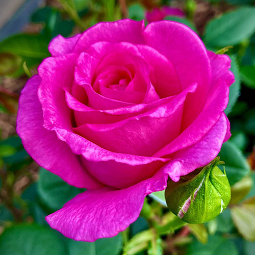 Harkness Roses - Kirstys Rose