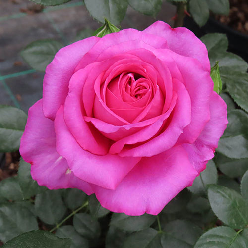 Harkness Roses - Kirstys Rose