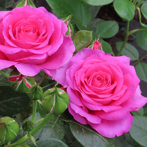 Harkness Roses - Kirstys Rose