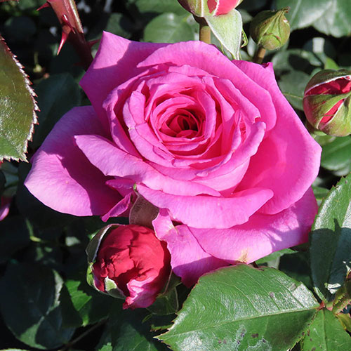 Harkness Roses - Kirstys Rose
