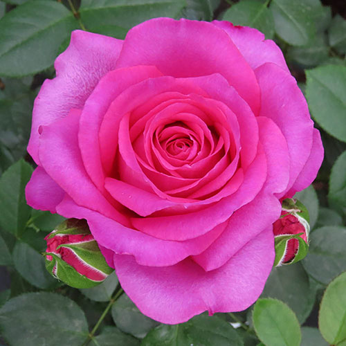 Harkness Rose Claire Marshall �