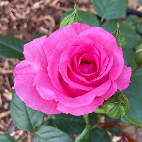 Harkness Rose Claire Marshall �