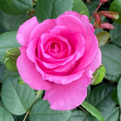 Harkness Rose Claire Marshall �