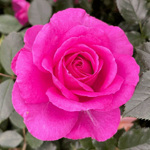 Harkness Rose Claire Marshall �