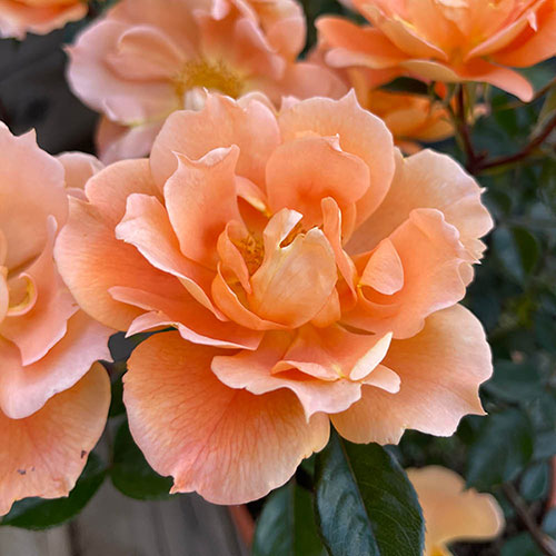 Harkness Rose Bridge of Sighs Climbing