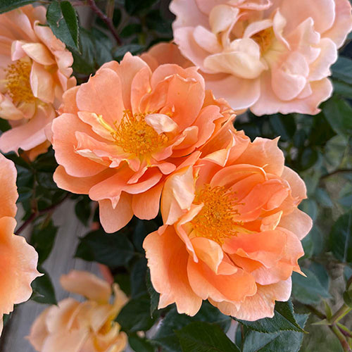 Harkness Rose Bridge of Sighs Climbing