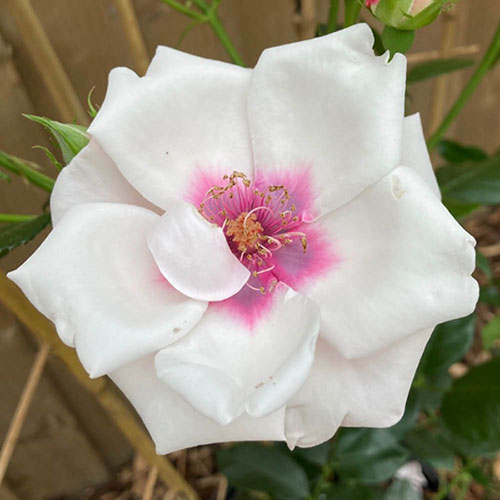 Harkness Rose Chawton Cottage �