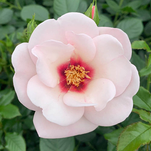 Harkness Rose Chawton Cottage �