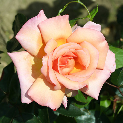 Harkness Rose Climbing Compassion �