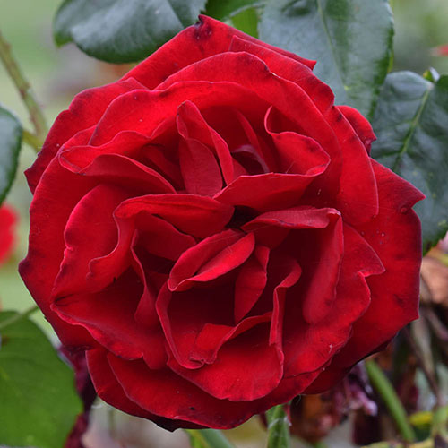 Climbing Rose Dublin Bay Climbing Rose Dublin Bay