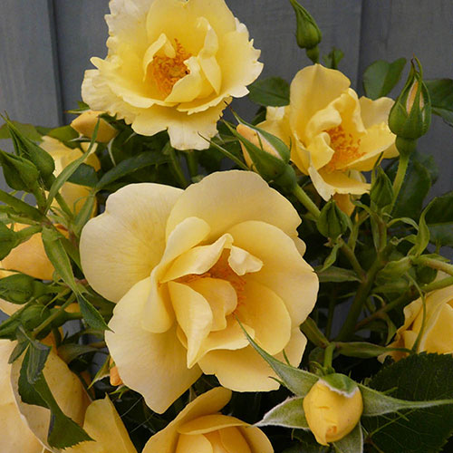 Harkness Rose Gardeners Gold ® Harkness Rose Gardeners Gold ®