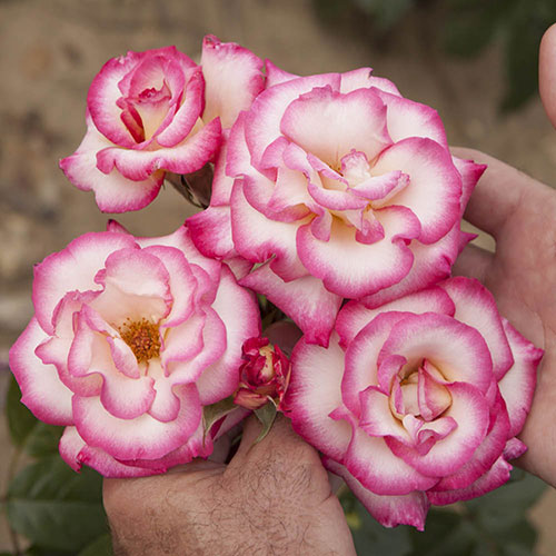 Climbing Rose Handel Climbing Rose Handel