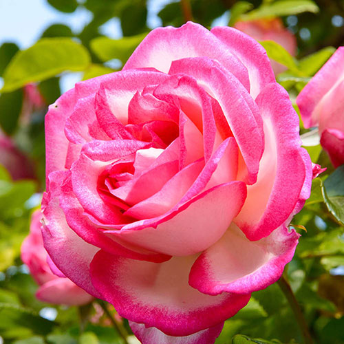 Climbing Rose Handel Climbing Rose Handel