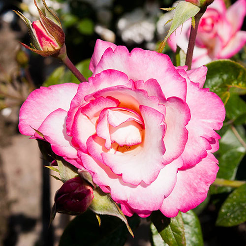 Climbing Rose Handel Climbing Rose Handel