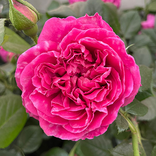 Harkness Rose Highclere Castle �