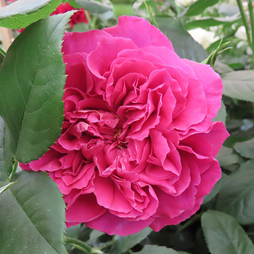 Harkness Rose Highclere Castle �
