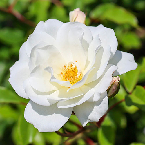 Rose Climbing Iceberg Rose Climbing Iceberg