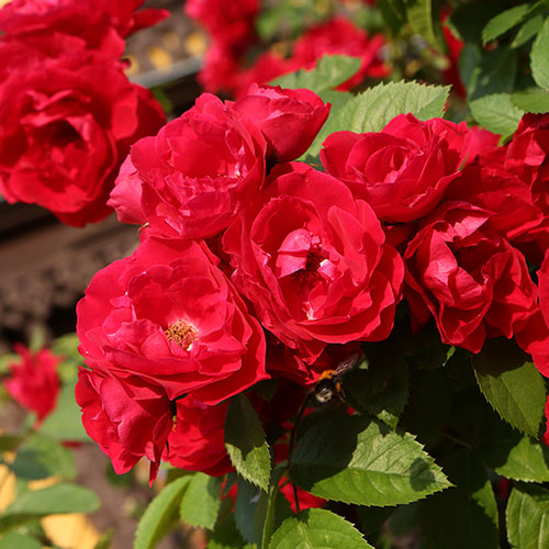 Climbing Rose Pauls Scarlet Climbing Rose Pauls Scarlet