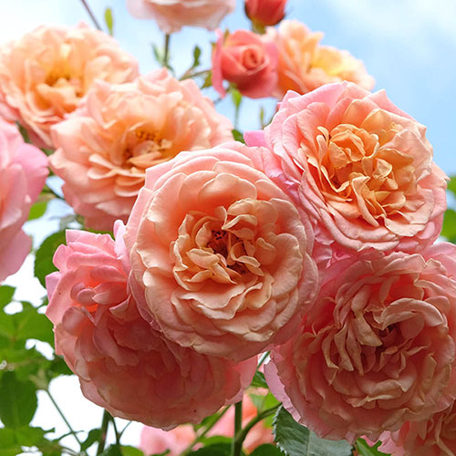Rose of the Year 2023 Peach Melba Rose of the Year 2023 Peach Melba