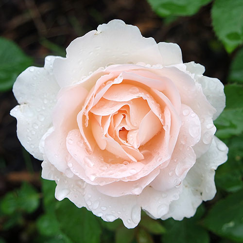 Harkness Rose Penny Lane �
