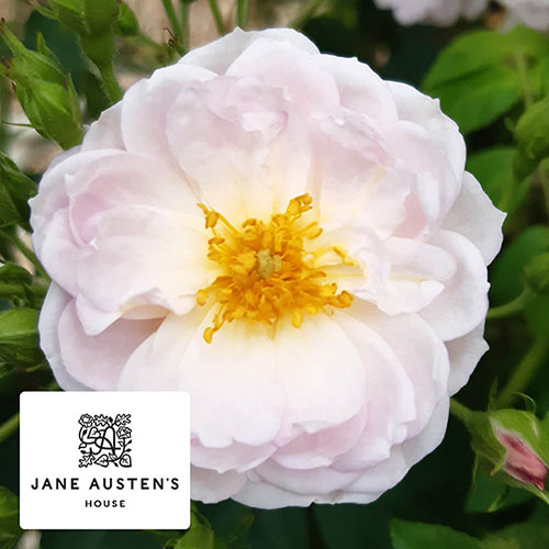 Harkness Rose Sense and Sensibility ® Harkness Rose Sense and Sensibility ®
