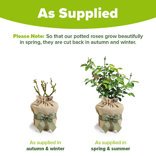 Harkness Rose Sense and Sensibility ® Harkness Rose Sense and Sensibility ®