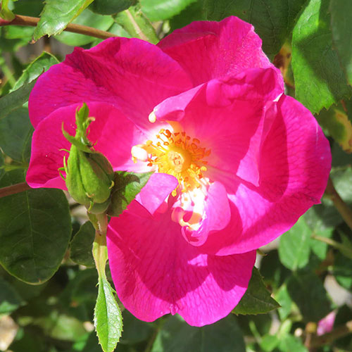 Harkness Rose Simply Sumptuous