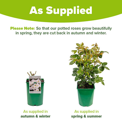 Harkness Rose White Star �