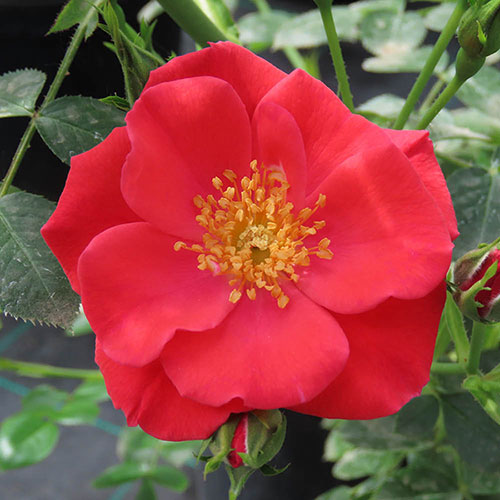 Harkness Climbing Rose Summer Sweetheart �