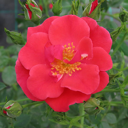 Harkness Climbing Rose Summer Sweetheart �
