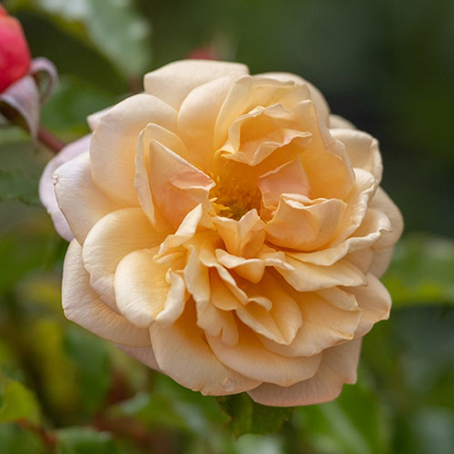 Harkness Rose Susie ® Harkness Rose Susie ®