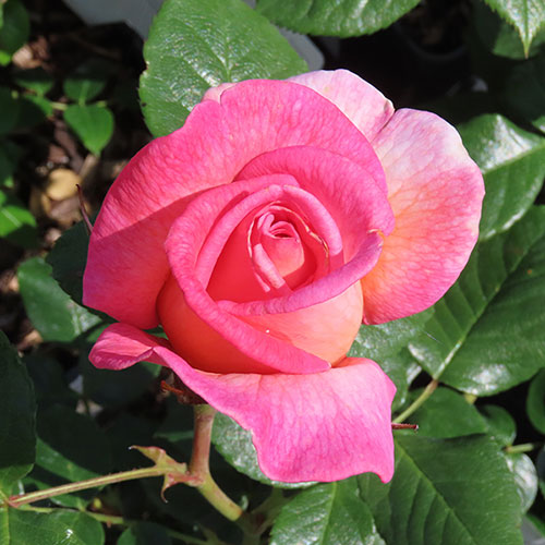 Harkness Rose Sweet Syrie �