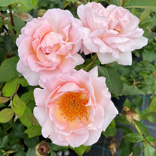 Harkness Rose Sweet Syrie �