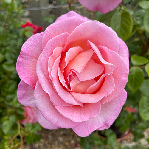 Harkness Rose Sweet Syrie �