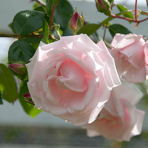 Harkness Climbing Rose New Dawn �