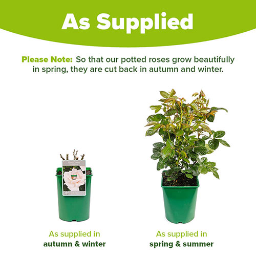 Harkness Climbing Rose New Dawn �