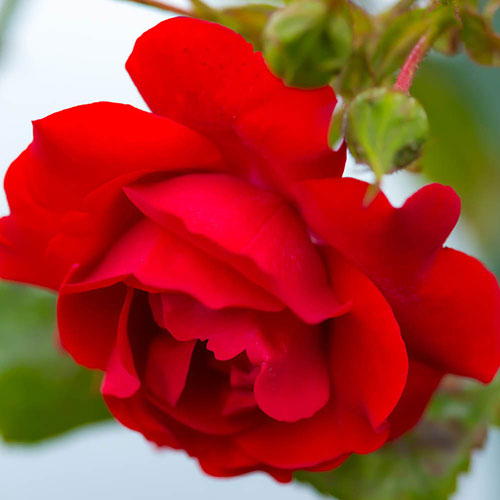 Harkness Rose Blooming Marvellous �