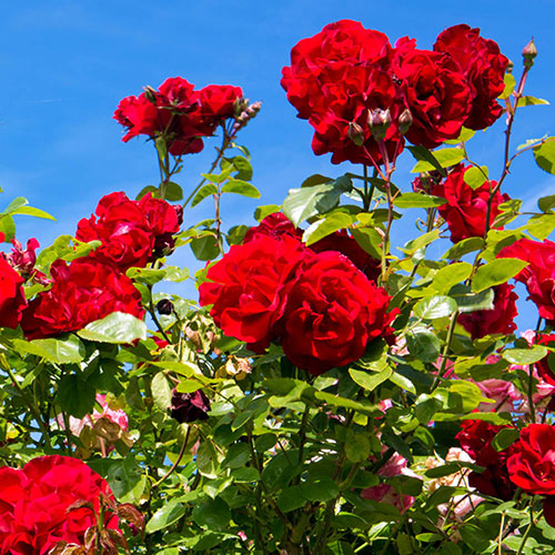 Harkness Rose The Princes Trust