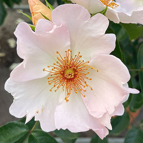 Harkness Rose Simple Life ® Climbing Harkness Rose Simple Life ® Climbing