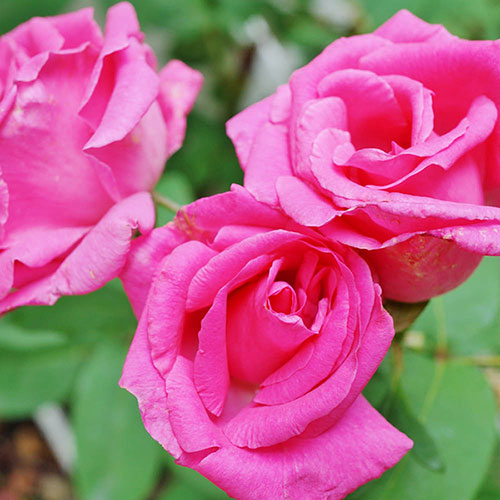 Climbing Rose Zephirine Drouhin