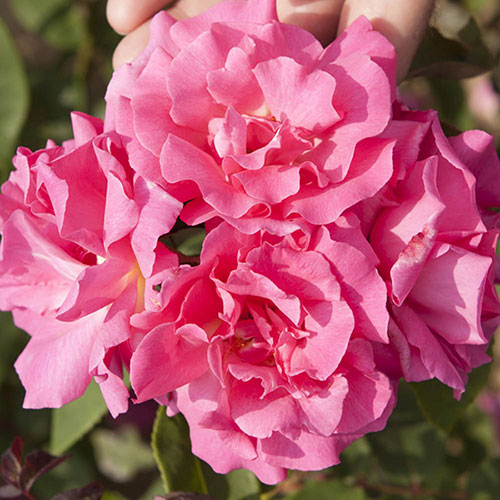 Climbing Rose Zephirine Drouhin