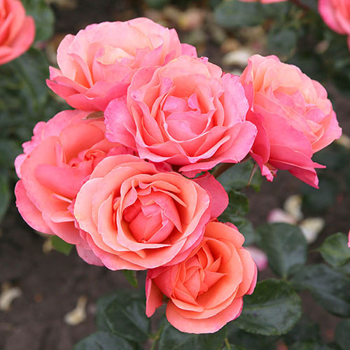Rose of the Year 2026 Coral Gardens
