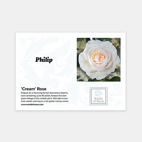 Personalise Your Own Cream Rose Personalise Your Own Cream Rose