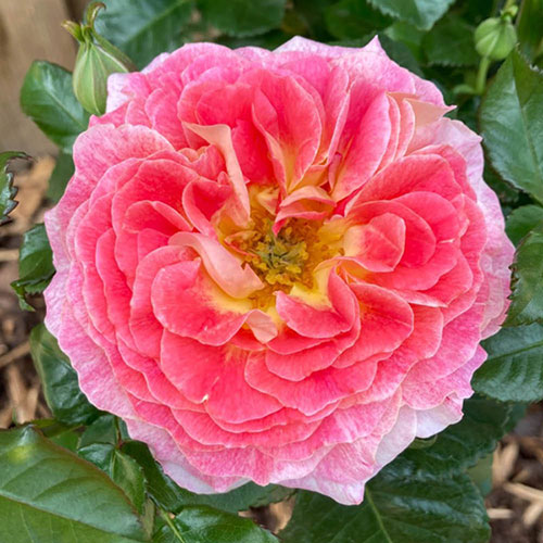 Harkness Roses - Jeffreys Rose