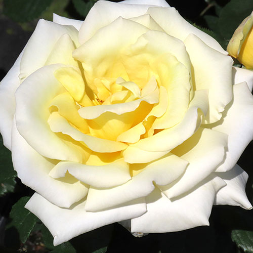 Harkness Rose Diamond Days ® Harkness Rose Diamond Days ®