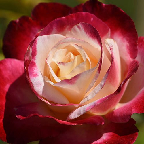 Harkness Rose Double Delight Harkness Rose Double Delight