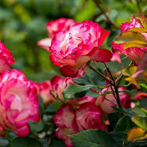 Harkness Rose Double Delight Harkness Rose Double Delight