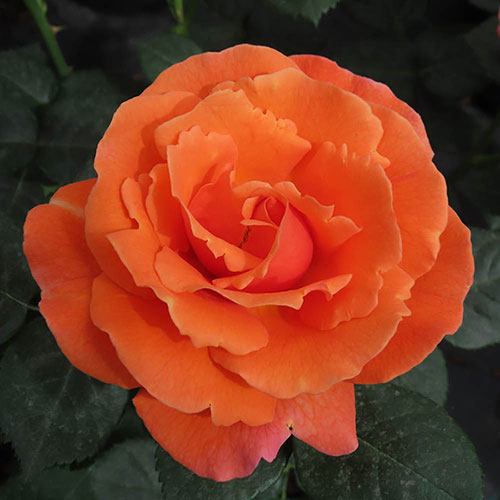 Harkness Rose Happy Birthday Orange �