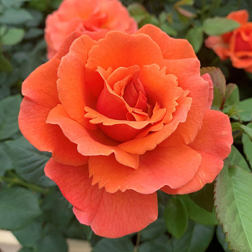 Harkness Rose Easy Does It �