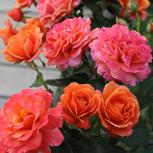 Harkness Rose Easy Does It �